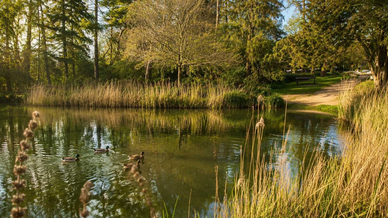 southdown ponds harpenden